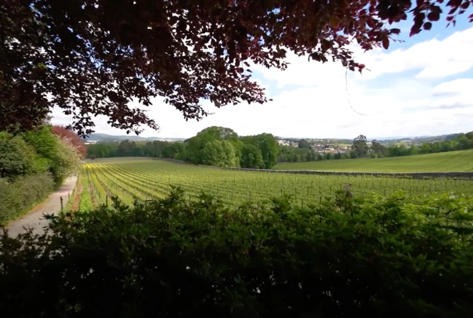 A Vinha e o Vinho na Regi&atilde;o Demarcada dos Vinhos Verdes